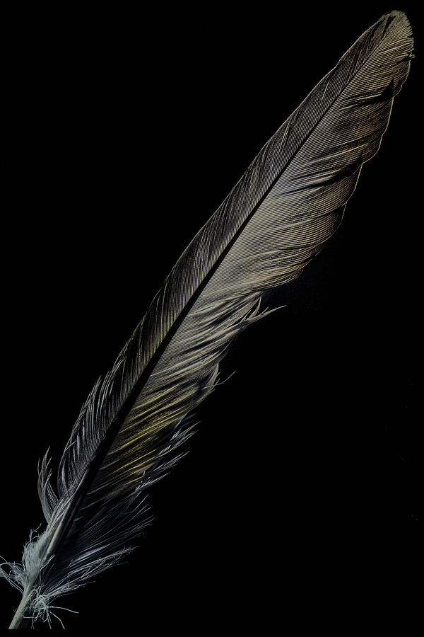 A Quill Photograph