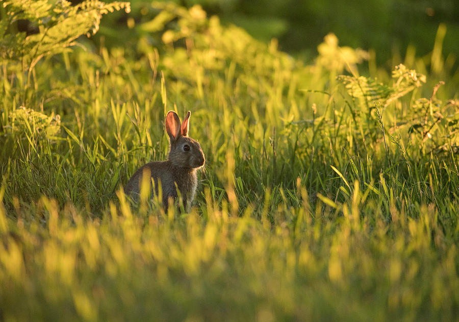 A rabbit at sunset. Photograph by Alex Saberi
