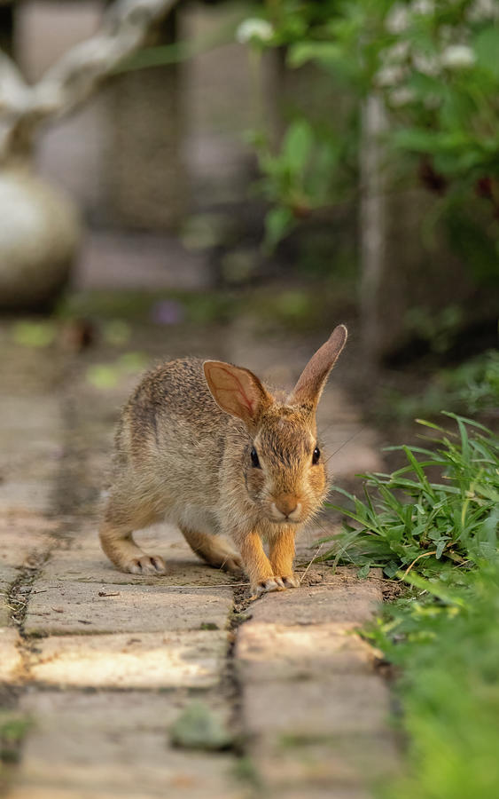 A Rabbit on a Garden Path Photograph by Rachel Morrison
