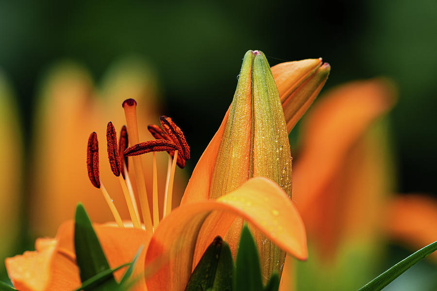 A Radiant Lily's Tale Photograph by Martijn Van Broekhoven - Fine Art ...