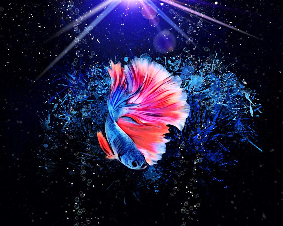 A Radiant Sapphire Betta Fish Digital Art
