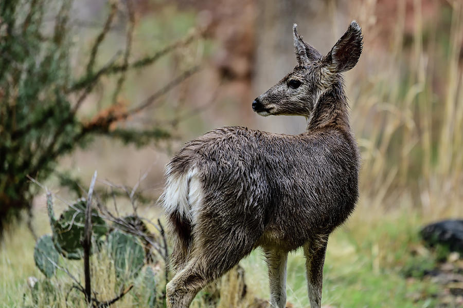 A Rain Soaked Mule Deer - Indian Garden, Grand Canyon National Park Photograph by Amazing Action Photo Video