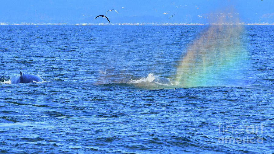 A Rainbow From Whale Photograph by Amazing Action Photo Video