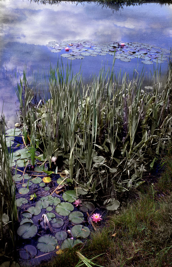 A Rainbow of Water Lilies Photograph by Wayne King