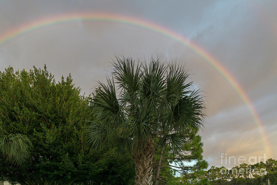 A rainbow over a palm tree in Naples, Florida Photograph by William Kuta