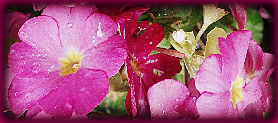 A Rainy Day for Pink Geraniums Photograph by VIVA Anderson