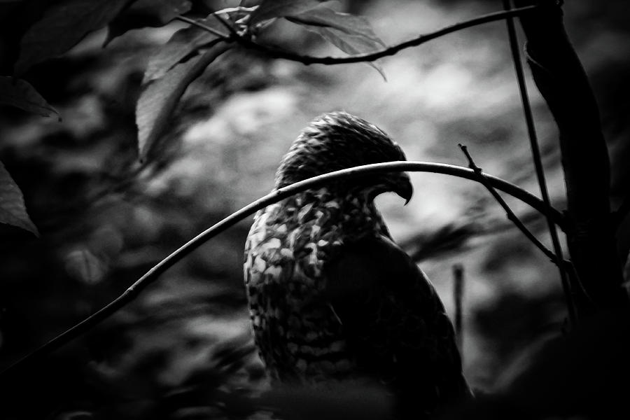 A Raptors Profile  b w Photograph by Bruce Patrick Smith