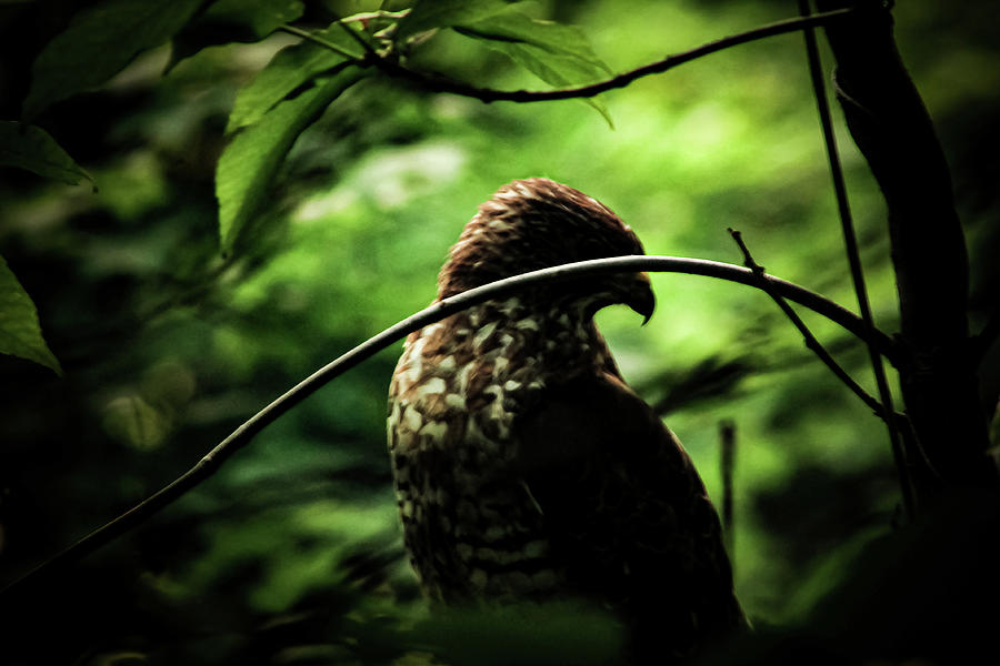 A Raptors Profile  color Photograph by Bruce Patrick Smith