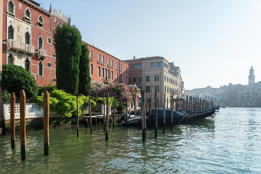 A Rare Garden on the Grand Canal - Venetian View with Gondolas Palaces and Cypress Trees Photograph by Georgia Mizuleva