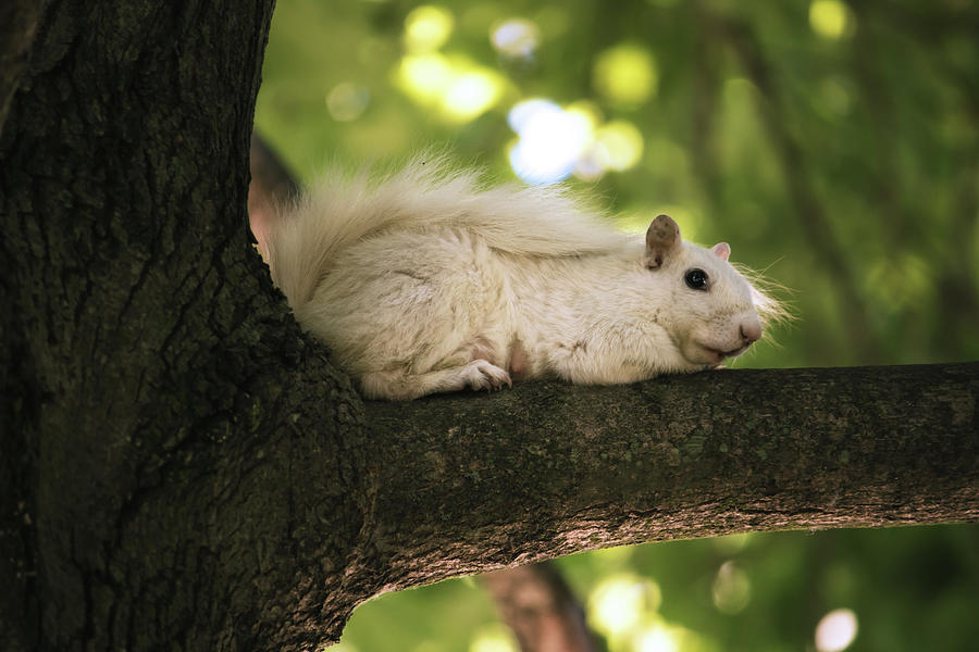 A Rare White Squirrel In A Tree Photograph by Jay Smith