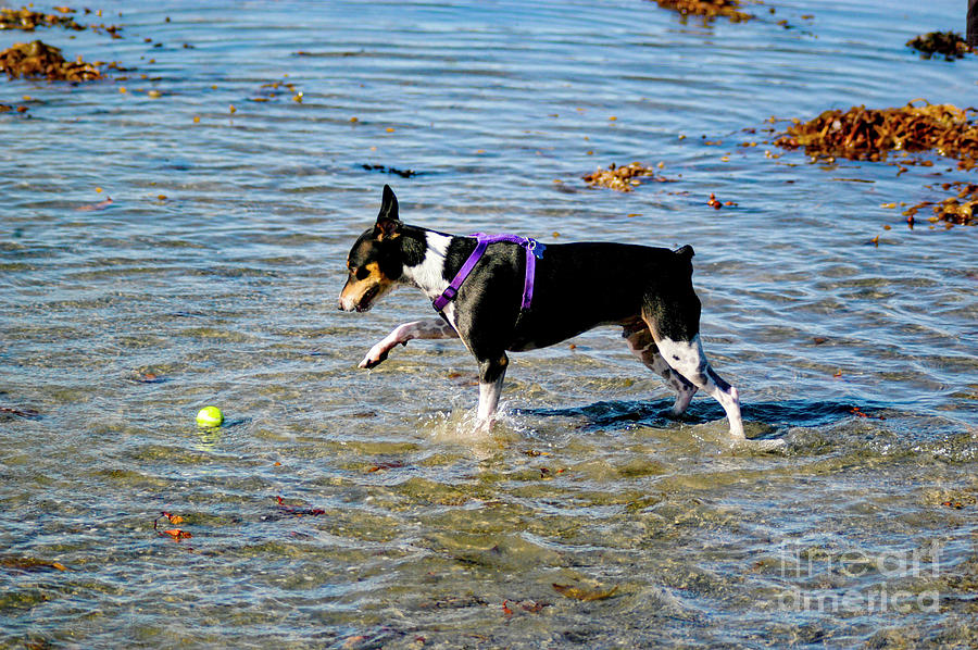 A rat terrier dog playing fetch is pointing at a tennis ball in the water.  Photograph by Gunther Allen