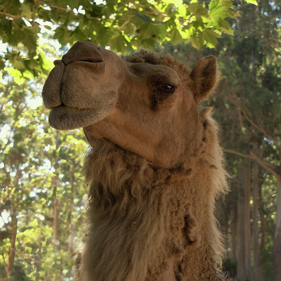 A Rather Proud Camel Photograph by Elaine Teague