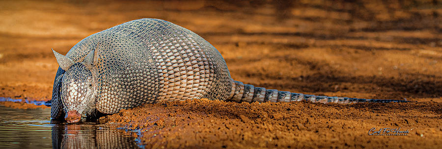 Armadillo Photograph - A Really Long Drink by Carol Fox Henrichs Armadillo Photograph - A Really Long Drink by Carol Fox Henrichs