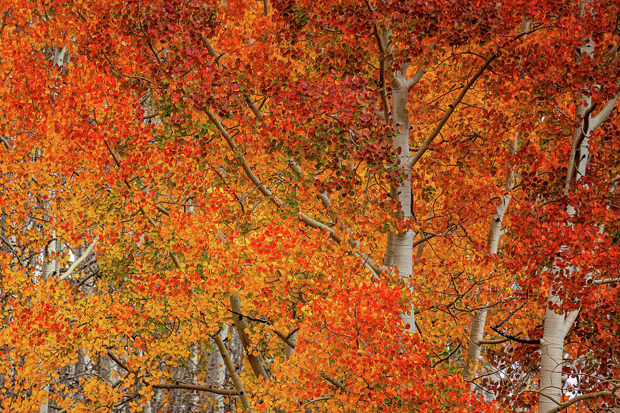 Red Autumn  Photograph by Rick Furmanek