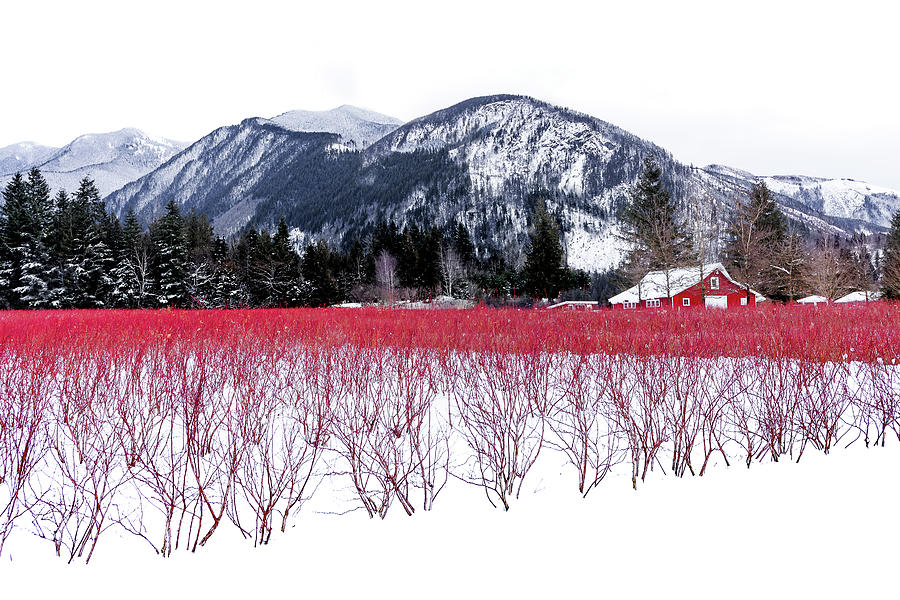 A Red Barn and Blueberry Field Photograph by Manpreet Sokhi