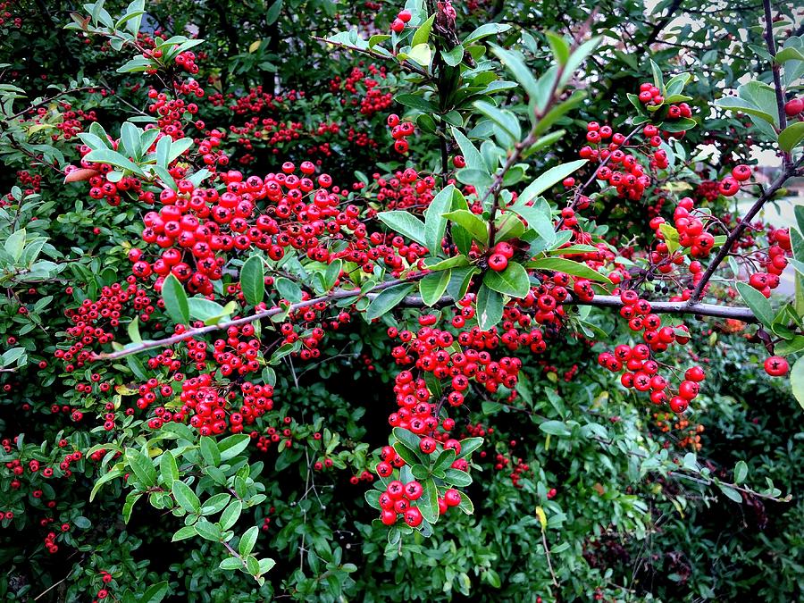 A Red Bunch of Common Hawthorn Berries Photograph by Gordon James