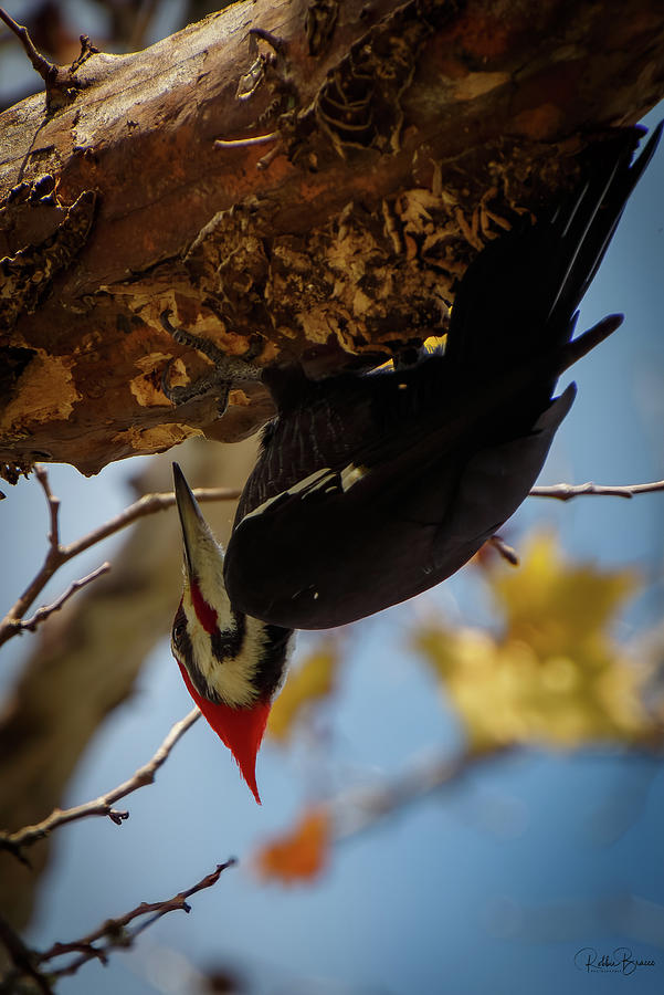 A Red Headed Woodpecker Photograph by Philip And Robbie Bracco