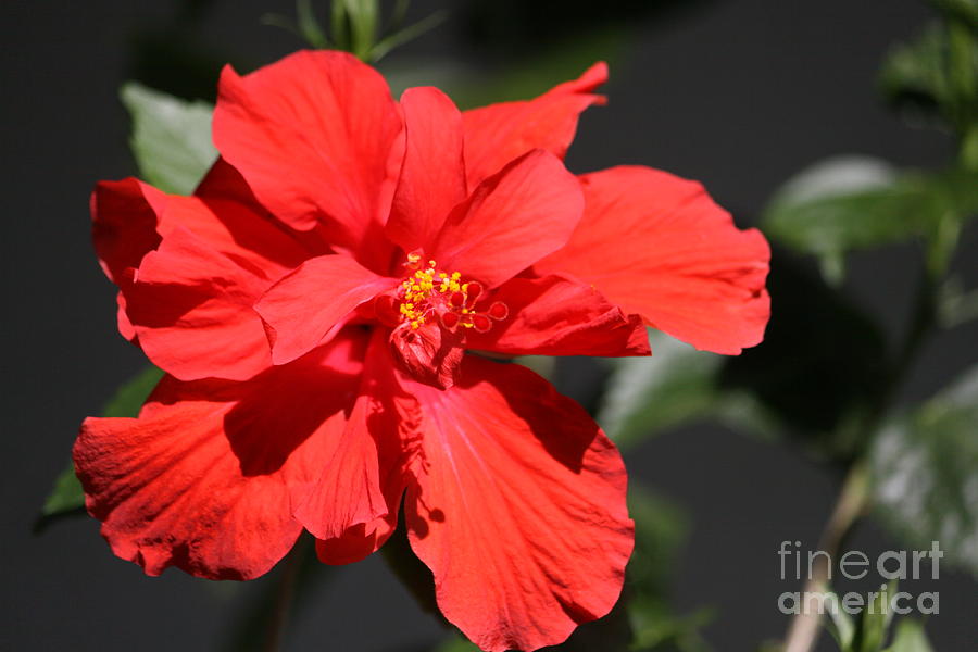 A Red Hibiscus  Photograph by Philip And Robbie Bracco