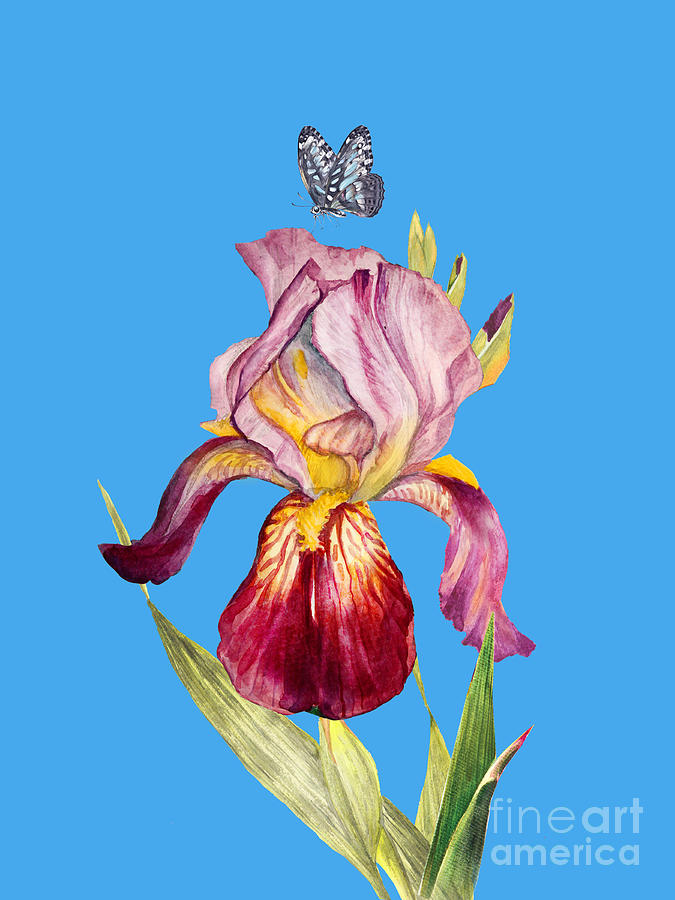 A Red Iris And A Blue Butterfly On Blue Painting by Johanna Hurmerinta