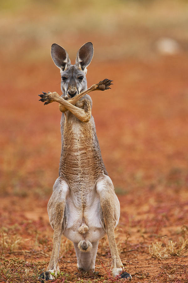 A red kangaroo joey crossing his arms Photograph by Jami Tarris