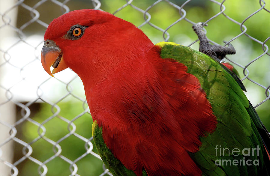 A Red Lory parrot from the wilderness of Australia  Photograph by Gunther Allen