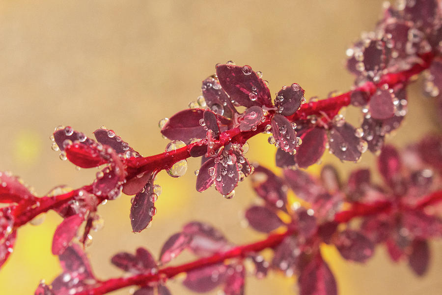 A Red Plant with Jewel like Raindrops Photograph by Auden Johnson