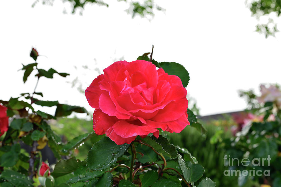 A  Red Rose Photograph by Amazing Action Photo Video