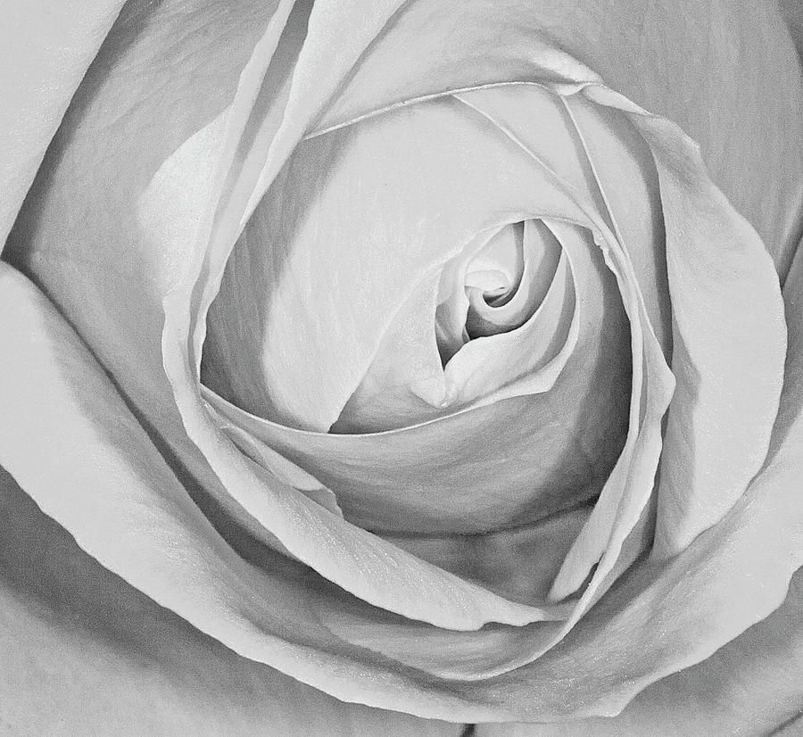 A Red Rose BW Photograph by Susan Candelario