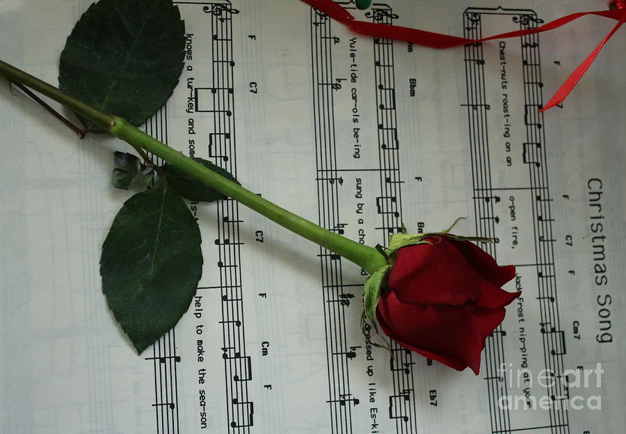 Music Photograph - A Red Rose for Christmas  by Dora Sofia Caputo