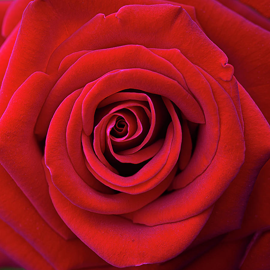 A Red Rose for You Photograph by Vanessa Thomas