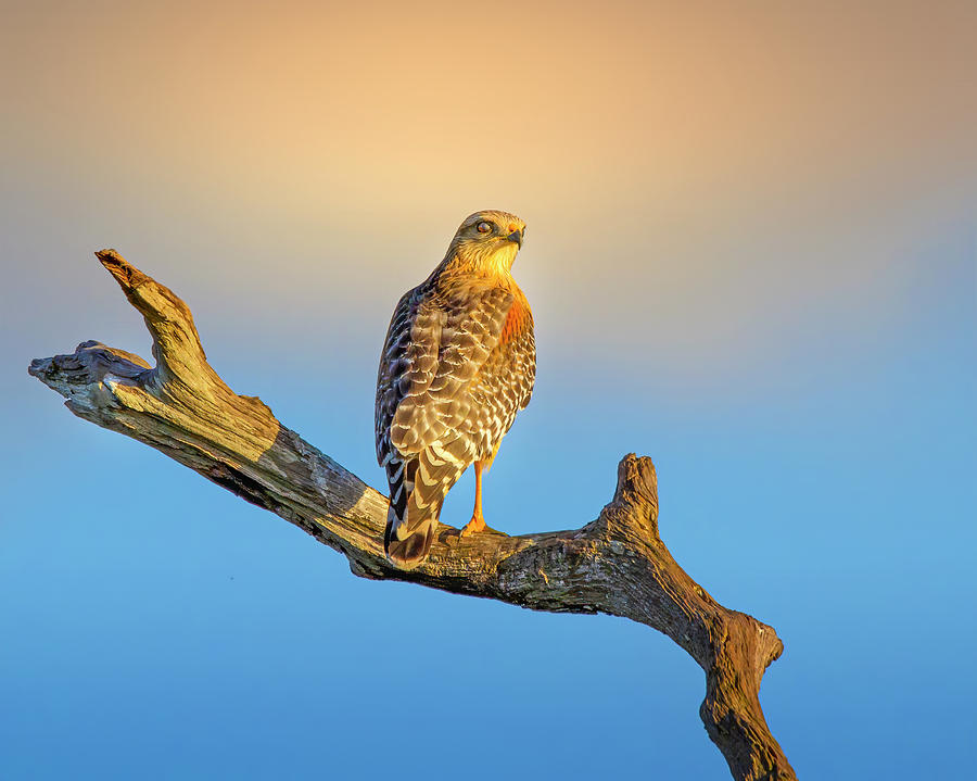 Hawk Photograph - A Red Shouldered Hawk at Sunset by Mark Andrew Thomas