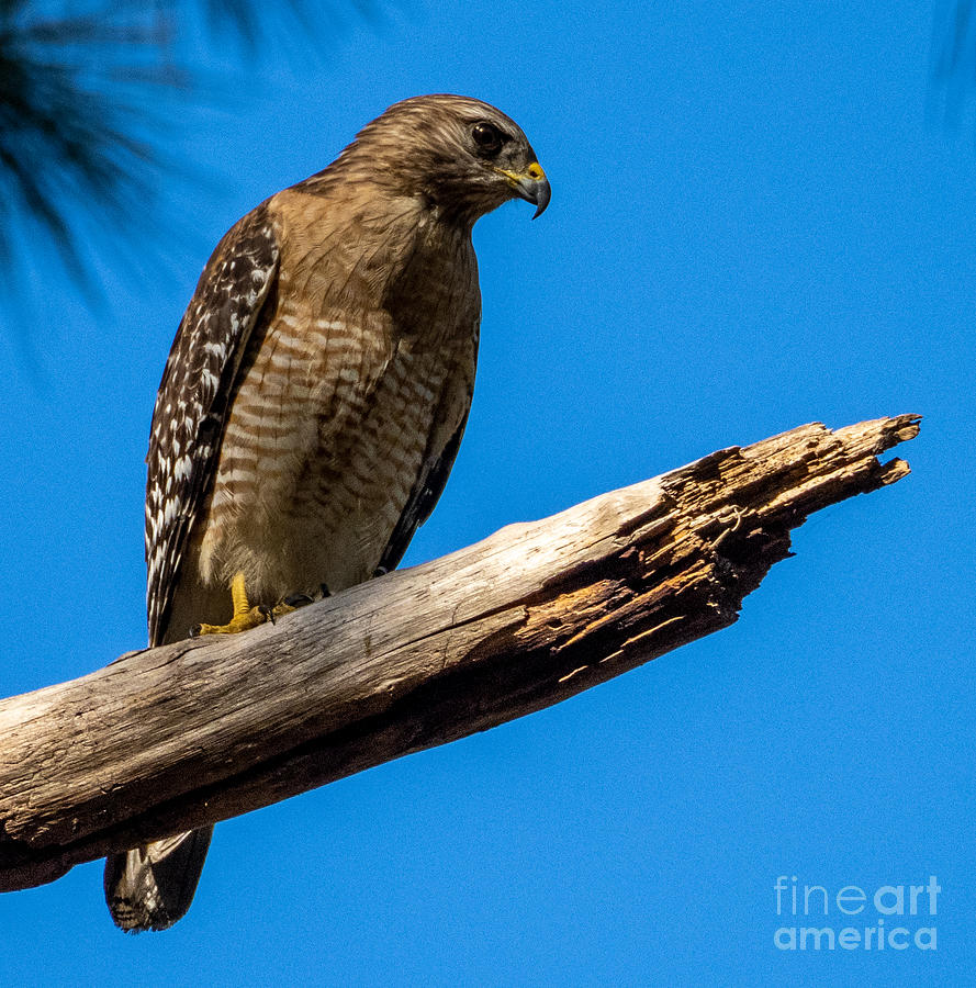 A Red-Shouldered Hawk on a Limb in Florida Photograph by L Bosco