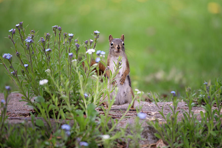 A Red Squirrel and Forget-Me-Nots Photograph by Lieve Snellings