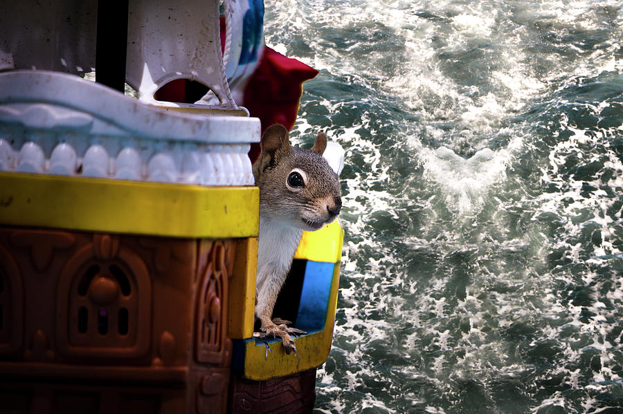 A Red Squirrel Sets Sail Photograph by Lieve Snellings