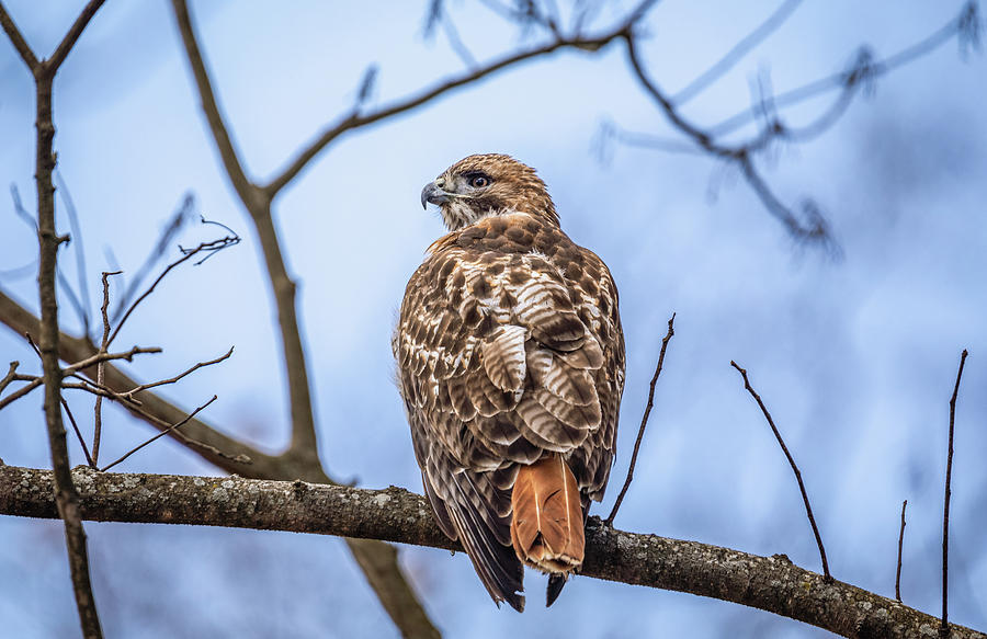 A Red-Tailed Hawk on a Winter Day Photograph by Rachel Morrison