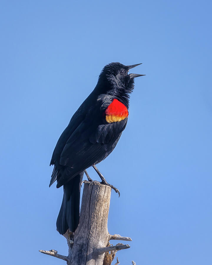 Blackbird Photograph - A Red-Winged Blackbird on the First Day of Spring 2024 by Belinda Greb