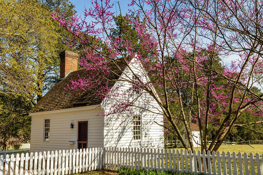 A Redbud Tree and a Colonial Home Photograph by Rachel Morrison