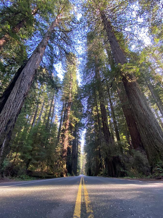 A Redwood Road Photograph by Daniele Smith