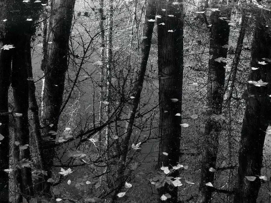 A Reflection Of Trees Photograph by Iina Van Lawick