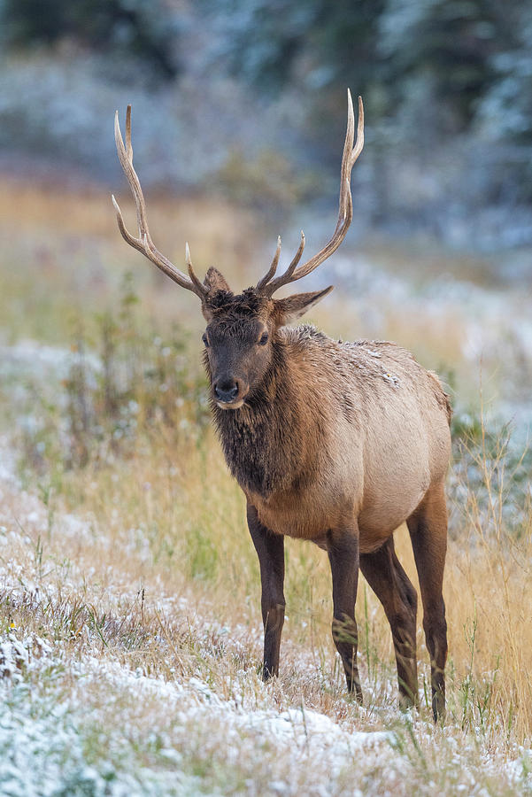 A Regal Elk Photograph by Bill Cubitt
