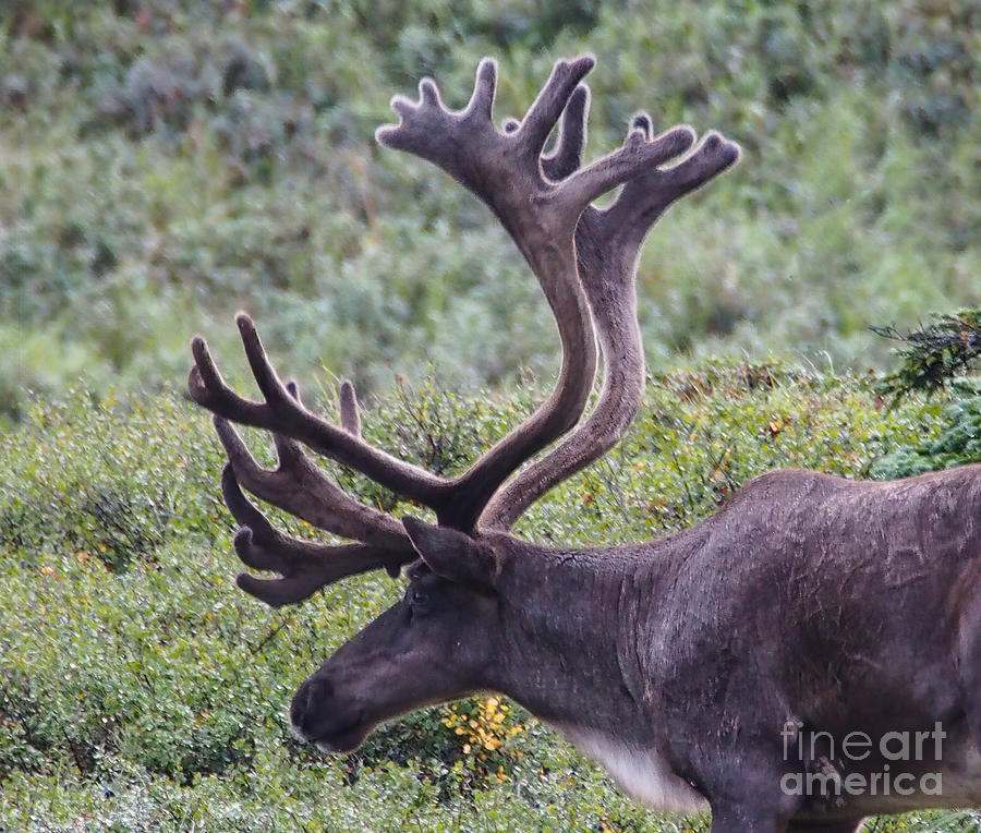 A Reindeer in Denali National Park. Photograph by L Bosco