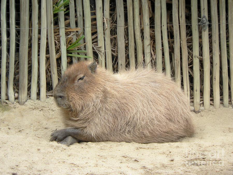 San Jose Photograph - A Relaxed Capybara by Martha Sherman