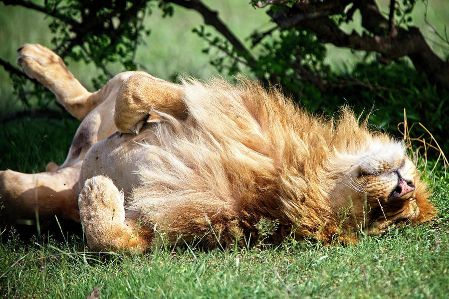 A relaxed Lion Photograph by Tony Mills