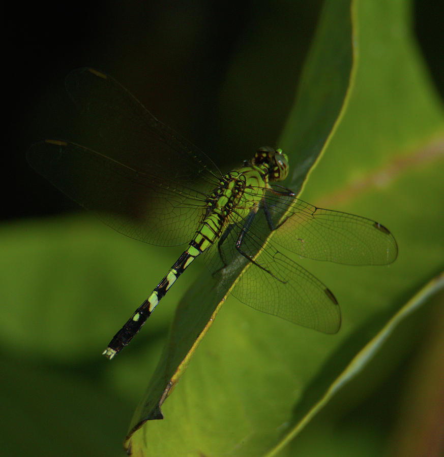 A resting dragonfly 2 Photograph by Siyano Prach - Fine Art America