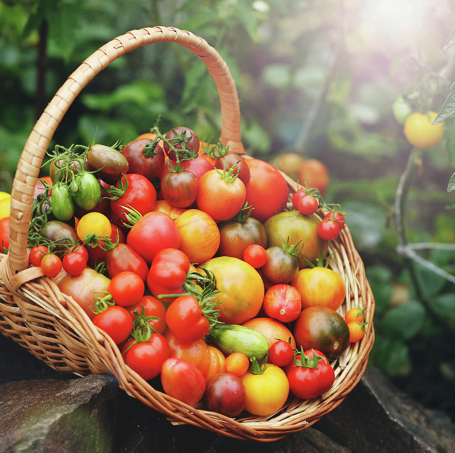 A rich harvest of tomatoes in a basket Photograph by Iuliia Malivanchuk