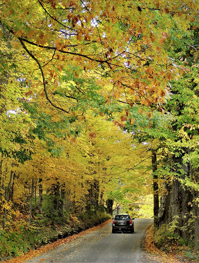 A Ride Autumn Yellows Photograph by Nancy Griswold