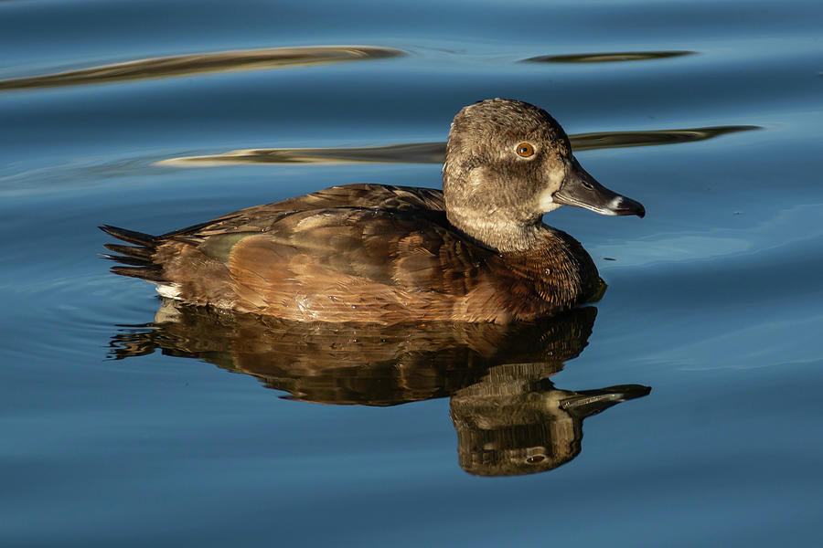 A Ring-necked Duck Female 12-5 Photograph
