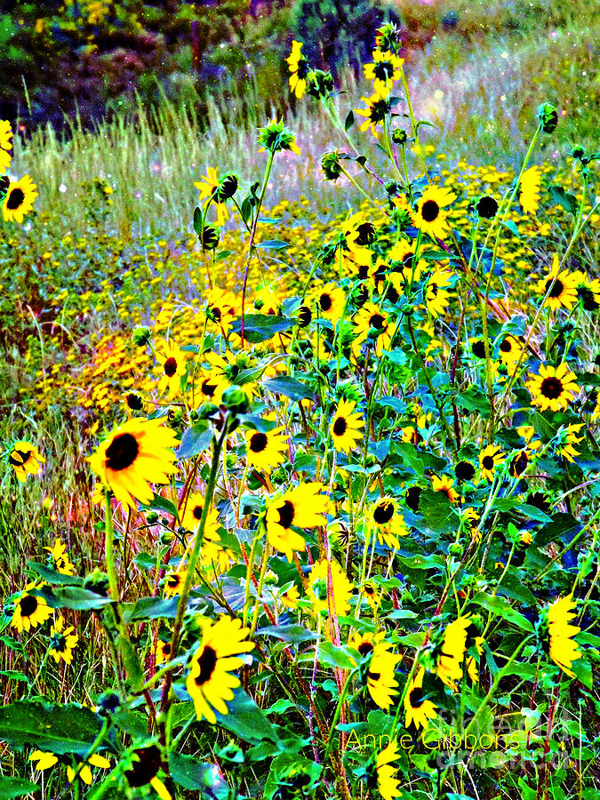 A riot of black eyed susans Digital Art by Annie Gibbons