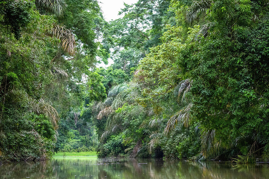 A river canal deep in the neotropical forests of Costa Rica Photograph ...