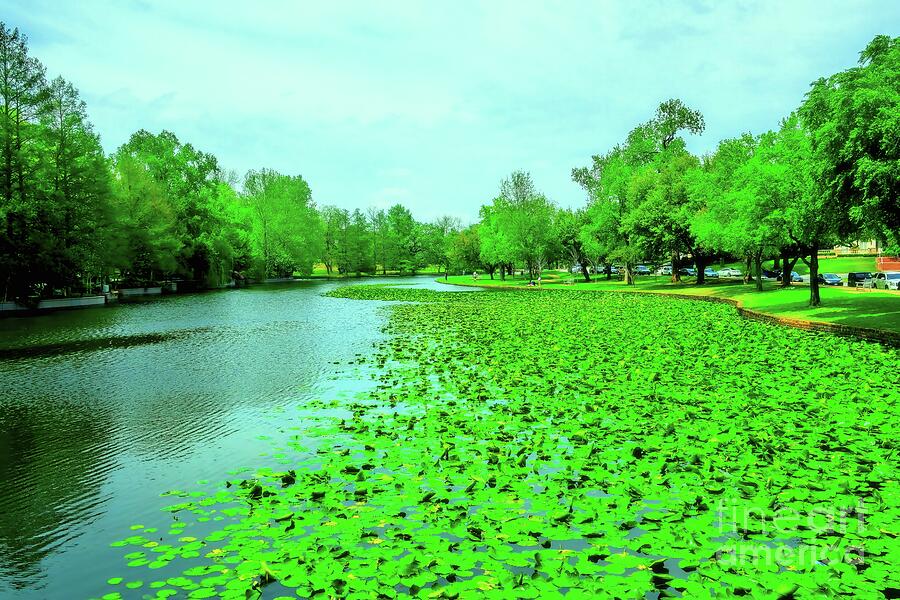 A River of Lillies Photograph by Diana Mary Sharpton